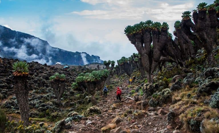 kilimanjaro 7 days machame